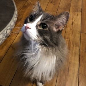 Meet your Posher, Brigid